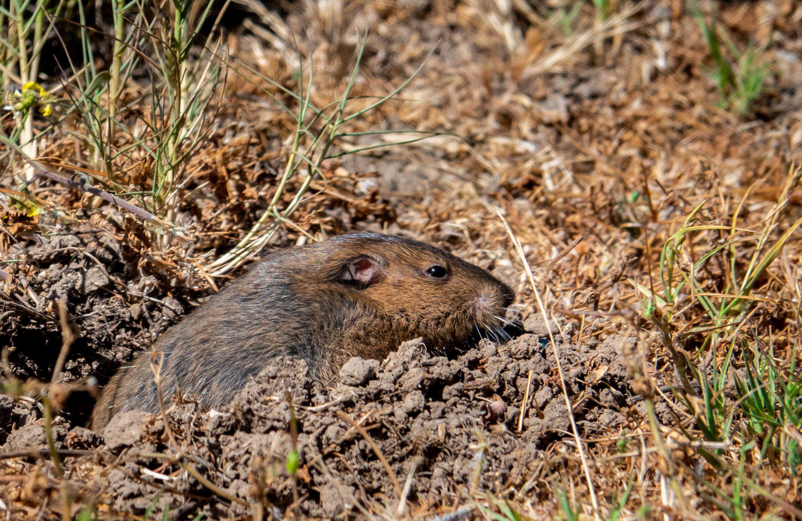 Animals Burrowing Under Concrete? What to Do | Solid Lifters